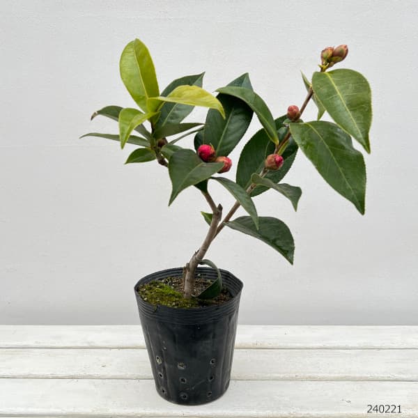 園芸ネット本店｜ベトナムツバキ（椿）：ハイドン5号ポット の通販【公式】