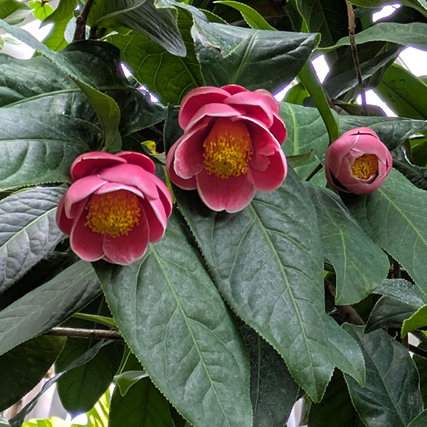 園芸ネット本店｜ベトナムツバキ（椿）：ハイドン5号ポット の通販【公式】