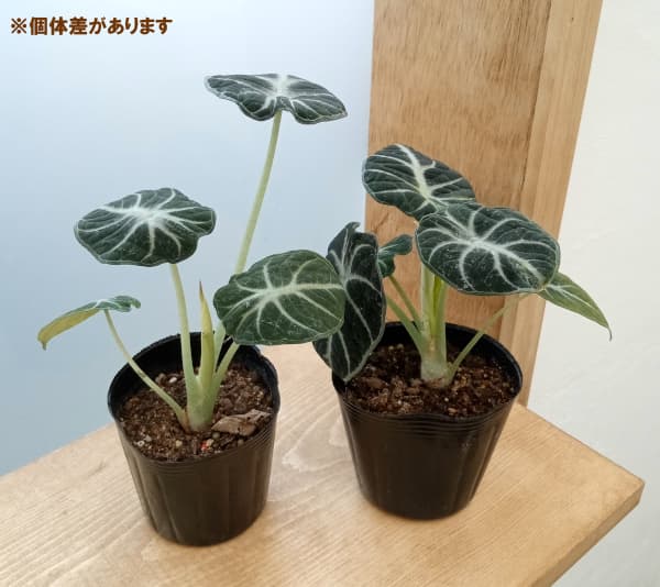 園芸ネット本店｜アロカシア：ニンジャ 3号ポット の通販【公式】