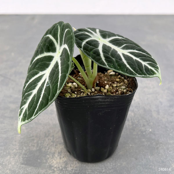 園芸ネット本店｜アロカシア：ニンジャ 3号ポット の通販【公式】