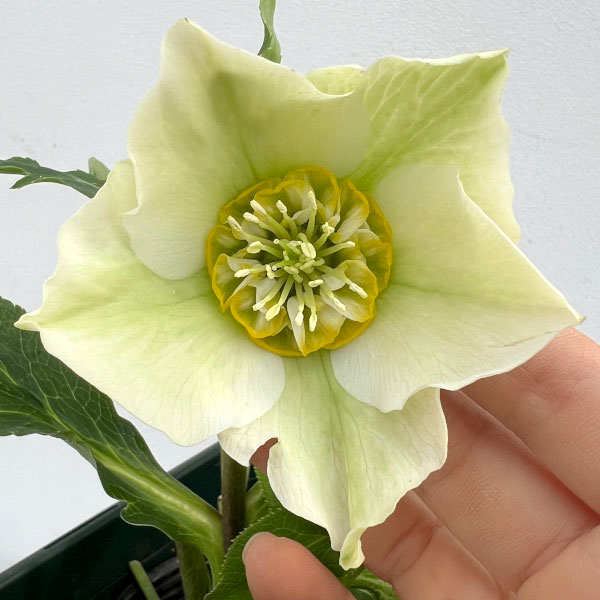 園芸ネット本店｜花郷園さんのクリスマスローズ：24-04セミダブル／5号