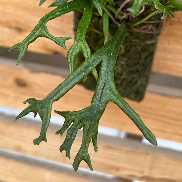 園芸ネット本店｜ノキシノブ：平獅子 ヘゴ板仕立て の通販【公式】