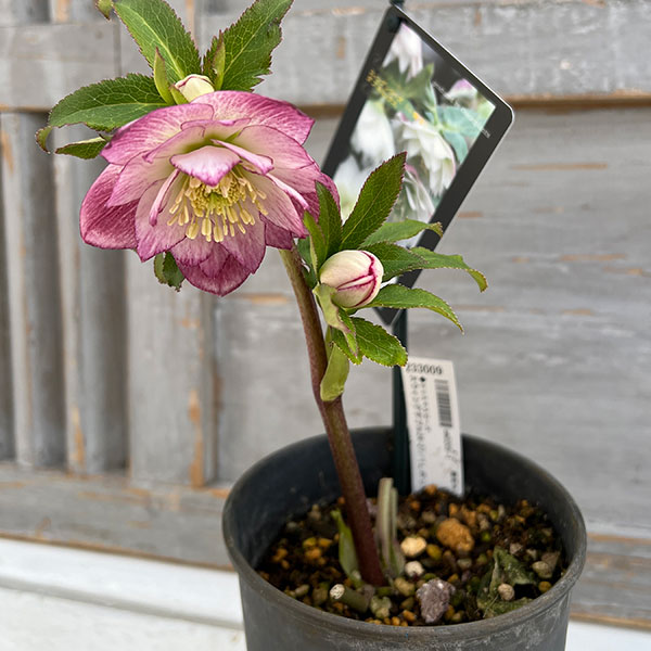 園芸ネット本店｜クリスマスローズ：スウィングダブル24-27／1Lポット