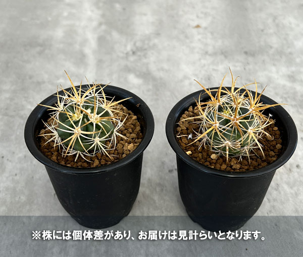 園芸ネット本店｜フェロカクタス：黄金冠 2.5号鉢植え の通販【公式】