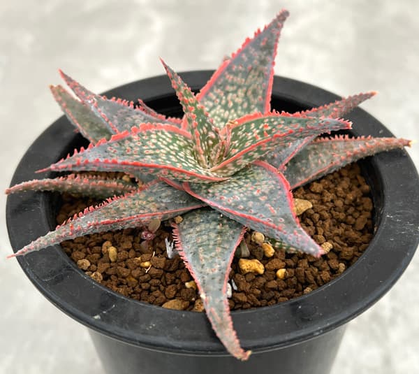 園芸ネット本店｜アロエ：DWアロエ ハイブリッド実生選抜株 繁殖苗NO.1