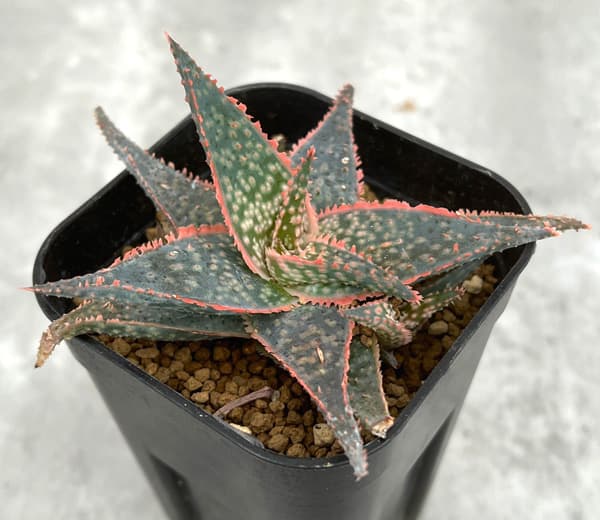 園芸ネット本店｜アロエ：DWアロエ ハイブリッド実生選抜株 繁殖苗NO.7