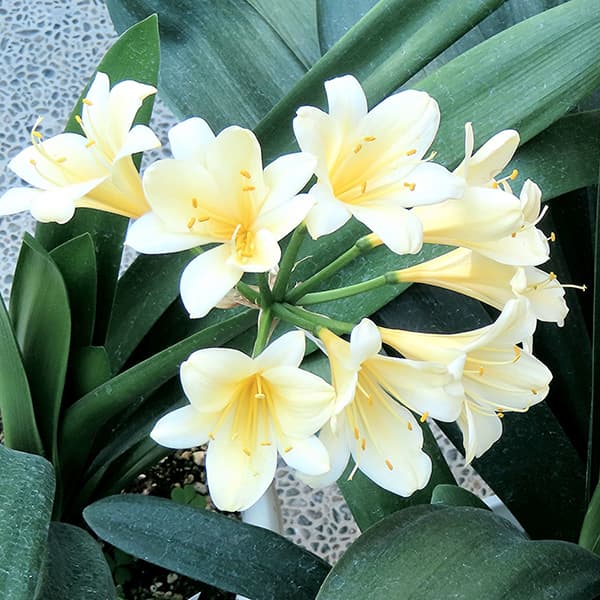 園芸ネット本店｜クンシラン：黄花クンシラン斑入り5号鉢植え の通販