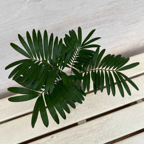 園芸ネット本店｜ザミア：フロリダーナ 4号鉢植え の通販【公式】