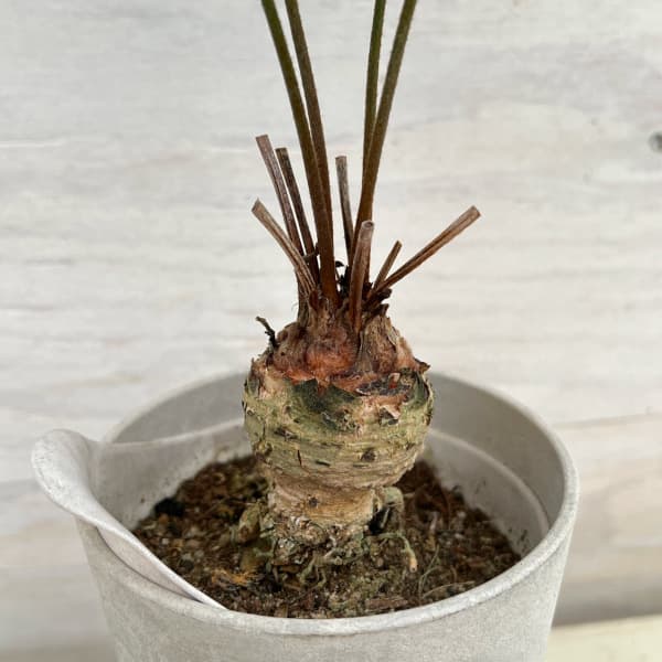 園芸ネット本店｜ザミア：フロリダーナ 4号鉢植え の通販【公式】