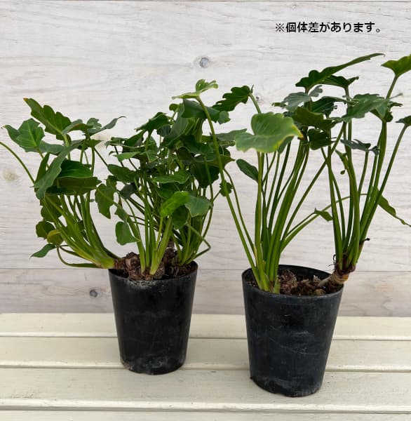 園芸ネット本店｜フィロデンドロン：ザナドゥー（クッカバラ）幹上がり