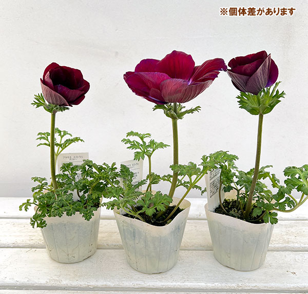 園芸ネット本店｜[送料無料]アネモネ：ミストラル ボルドー3-3.5号