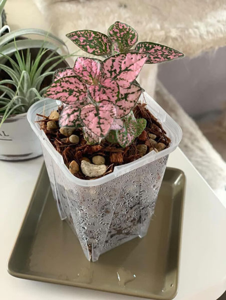 希少。美斑紋 山採りナツハゼ2.0M(鉢底から) 希少。美斑紋 山採り