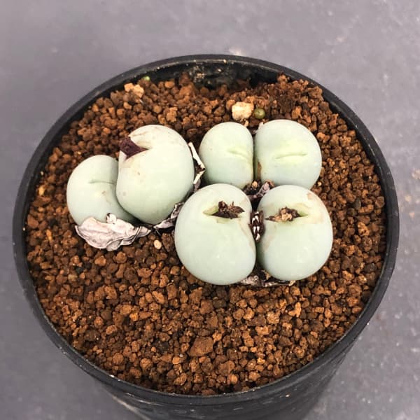 園芸ネット本店｜コノフィツム（原種系）：パゲアエ大粒 2号ポット の