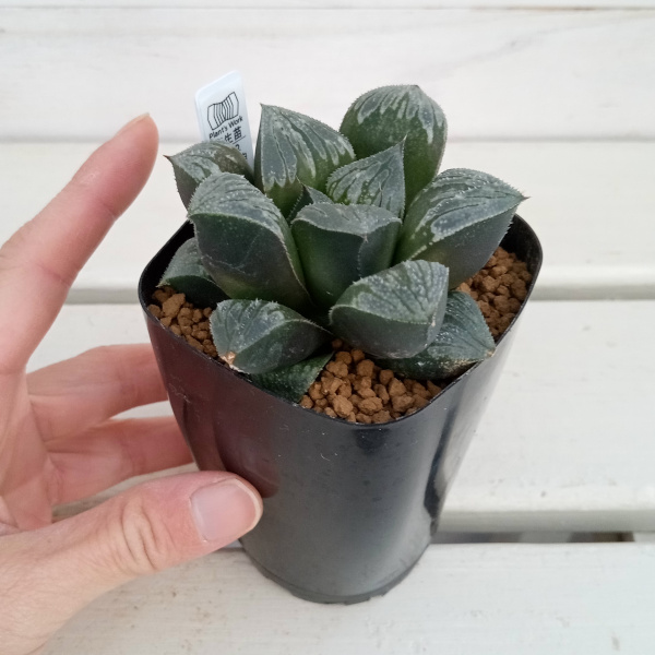 園芸ネット本店｜ハオルチア：(白銀青木×ウルフゼブラKN-2)×シルバニア