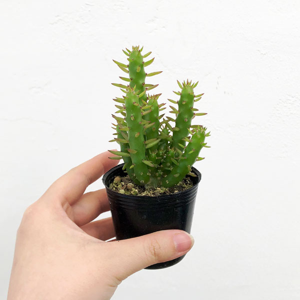 園芸ネット本店｜アウストロキリンドロプンチ：姫将軍（ヒメショウグン