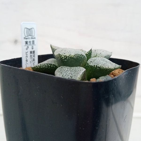 園芸ネット本店｜ハオルチア：銀河系ピクタ実生17-1×ピクタ(L) 2.5号角