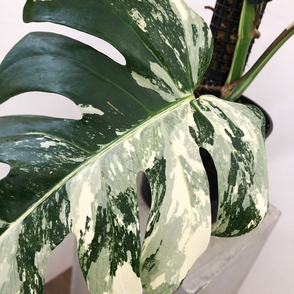 園芸ネット本店｜[ザ・ファームセレクト]モンステラ：ボルシギアナ