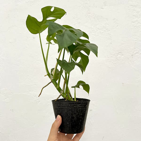 園芸ネット本店｜ラフィドフォラ：テトラスペルマ（ヒメモンステラ