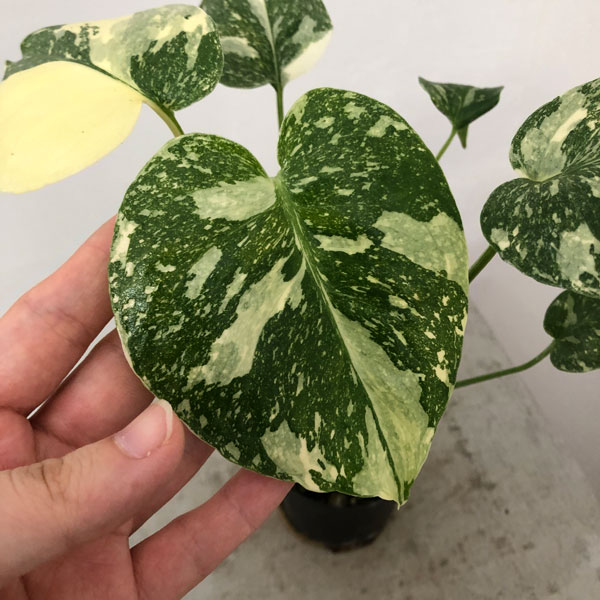 園芸ネット本店｜[ザ・ファームセレクト]モンステラ：タイコンステ