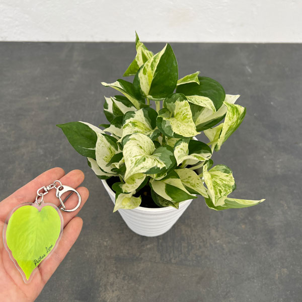 園芸ネット本店｜ポトス：グローバル 4号鉢入り 加藤農園オリジナル