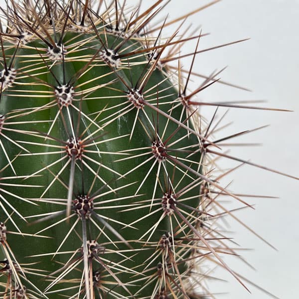 園芸ネット本店｜サボテン：弁慶柱 （べんけいちゅう） 5号鉢植え の