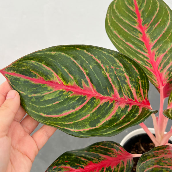 園芸ネット本店｜アグラオネマ：アンナチャラン 5号鉢植え の通販【公式】