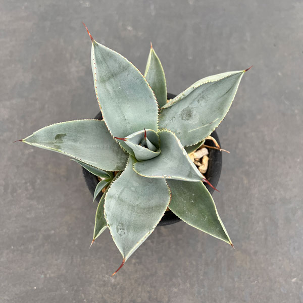 園芸ネット本店｜アガベ：ドラゴントゥース 3号鉢植え の通販【公式】