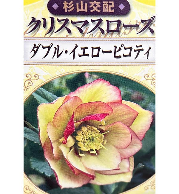 園芸ネット本店｜杉光園芸さんのクリスマスローズ：ダブルイエロー