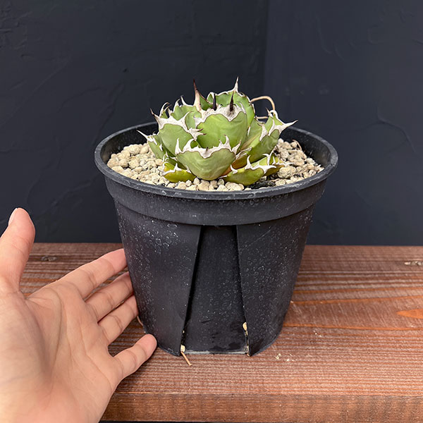 園芸ネット本店｜アガベ：チタノタ 姫巌竜 5号鉢植え24-01 の通販【公式】