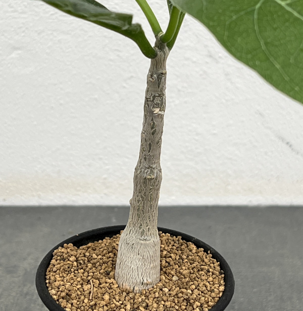 園芸ネット本店｜フォッケア：マルチフローラ 2.5号鉢植え の通販【公式】