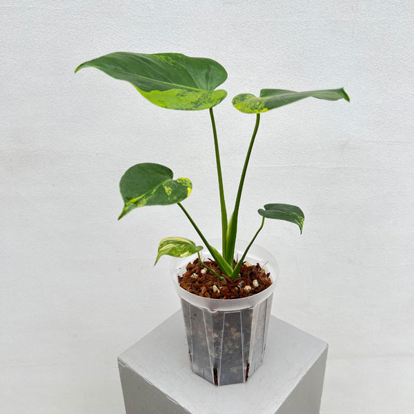 園芸ネット本店｜モンステラ：デリシオーサ イエローマリリン 5号