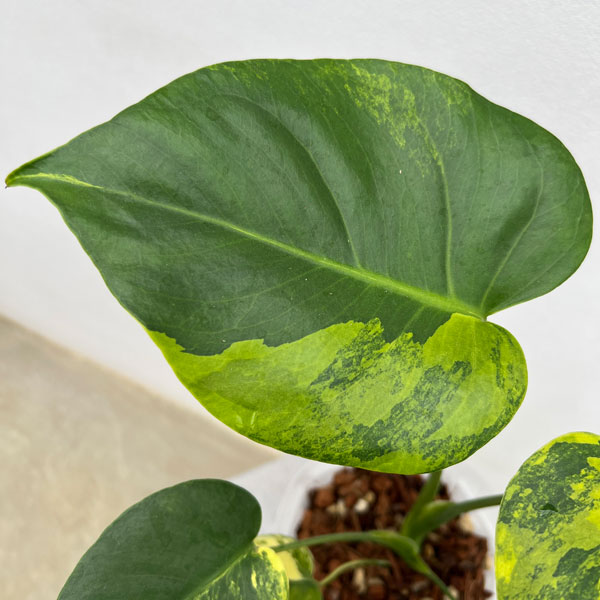 園芸ネット本店｜モンステラ：デリシオーサ イエローマリリン 5号