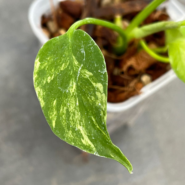 園芸ネット本店｜[ザ・ファームセレクト]モンステラ：デリシオーサ