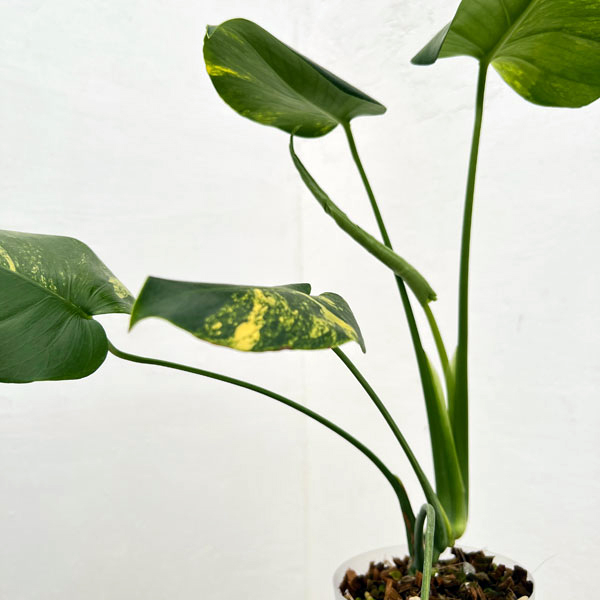 園芸ネット本店｜モンステラ：デリシオーサ イエローマリリン 4号