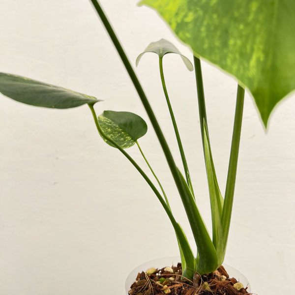 園芸ネット本店｜[ザ・ファームセレクト]モンステラ：デリシオーサ