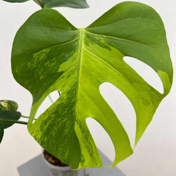 園芸ネット本店｜[ザ・ファームセレクト]モンステラ：デリシオーサ