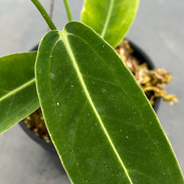 園芸ネット本店｜[ザ・ファームセレクト]アンスリウム：ワロクアナム