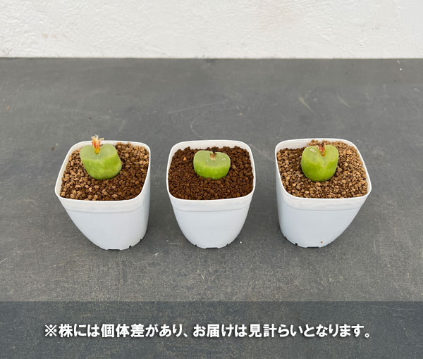 園芸ネット本店｜コノフィツム：マウガニー 2.5号鉢植え* の通販【公式】