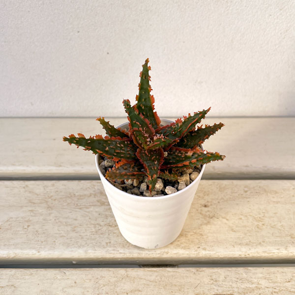 園芸ネット本店｜[ザ・ファームセレクト]アロエ：カスティロニアエ