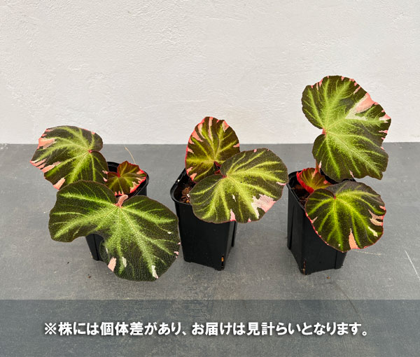 園芸ネット本店｜ベゴニア：ソリムタータ バリエガータ（ピンク斑入り