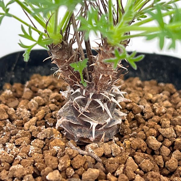 園芸ネット本店｜ペラルゴニウム：ヒストリクス 2.5号鉢植え の通販