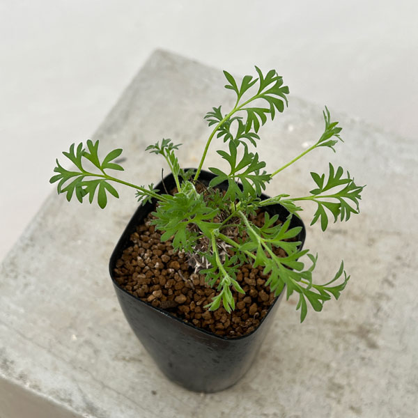 園芸ネット本店｜ペラルゴニウム：ヒストリクス 2.5号鉢植え の通販