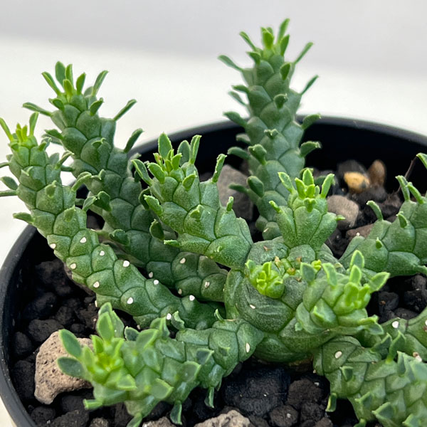 園芸ネット本店｜ユーフォルビア：ゴルゴニス 2.5号鉢植え の通販【公式】