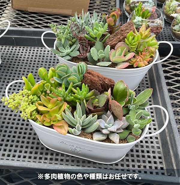 園芸ネット本店｜[送料無料]多肉寄せ植えブリキのホワイトバスケット幅