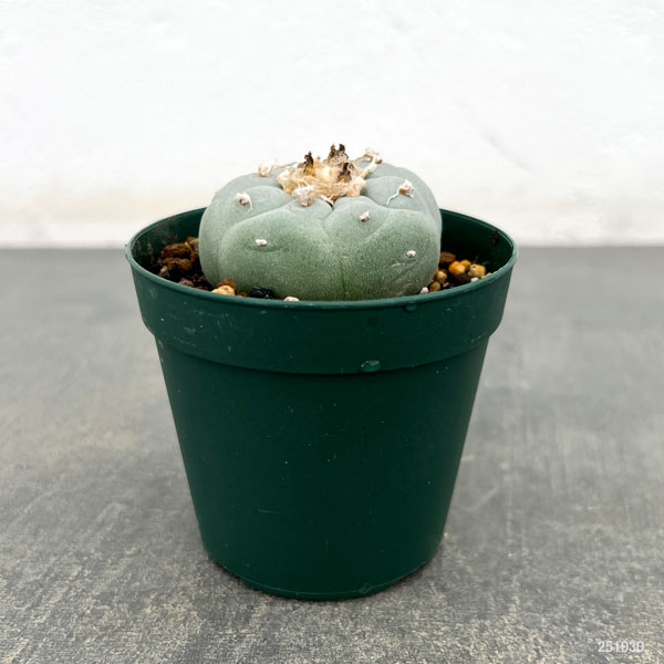 園芸ネット本店｜サボテン：ロフォフォラ 銀冠玉（ぎんかんぎょく