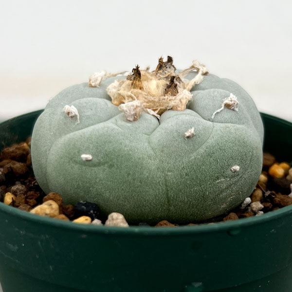 園芸ネット本店｜サボテン：ロフォフォラ 銀冠玉（ぎんかんぎょく