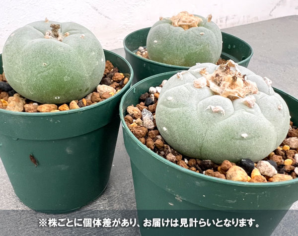 園芸ネット本店｜サボテン：ロフォフォラ 銀冠玉（ぎんかんぎょく