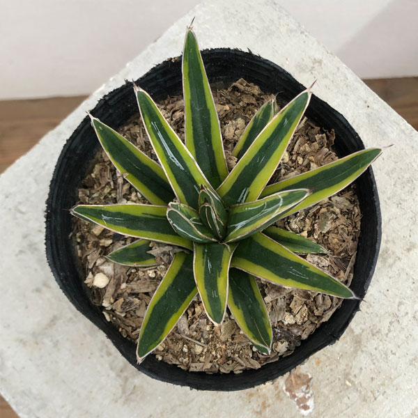 園芸ネット本店｜アガベ：ササノユキ ニシキ（笹の雪錦）4号ポット の