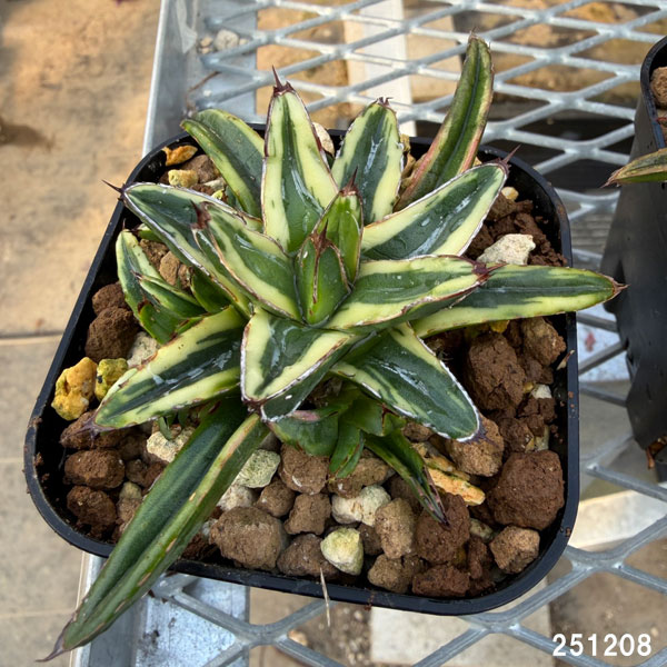 園芸ネット本店｜アガベ：笹の雪 輝山 8cmスクエア鉢 の通販【公式】