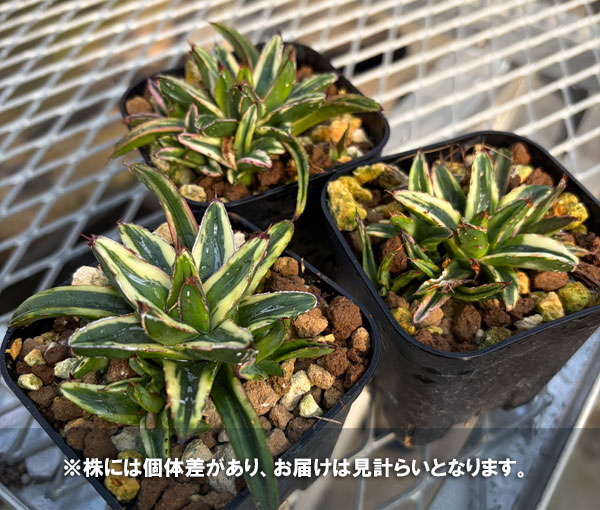 園芸ネット本店｜アガベ：笹の雪 輝山 8cmスクエア鉢 の通販【公式】